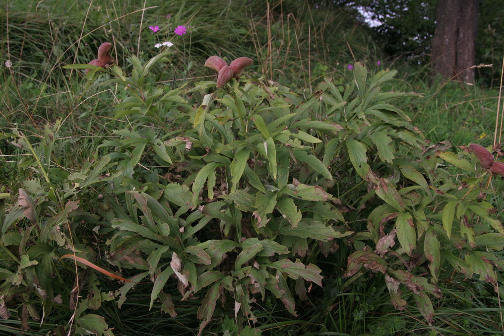 Paeonia officinalis subsp. officinalis / Peonia selvatica